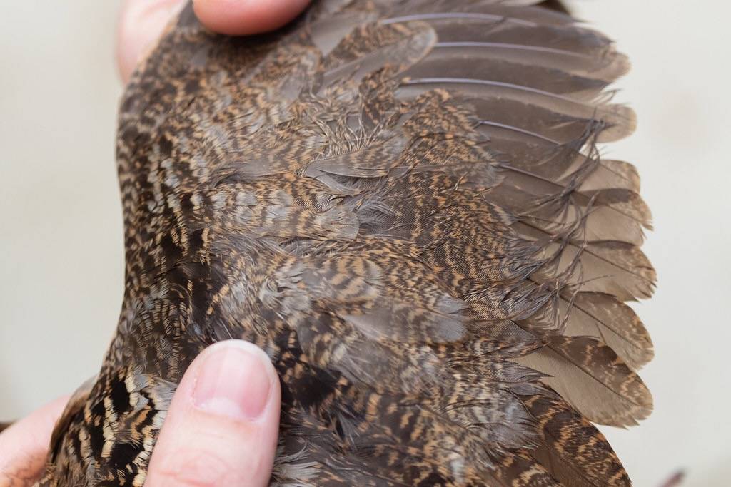 American Woodcock by Arlen Breiholz is licensed under CC BY-NC-ND 2.0.